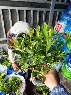 高度25厘米毛鹃