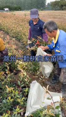 高度50厘米红叶石楠小苗