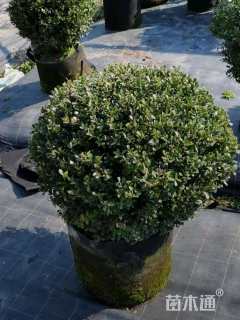 冠幅50厘米冬青球