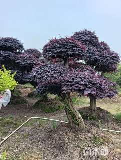 高度280厘米红花继木