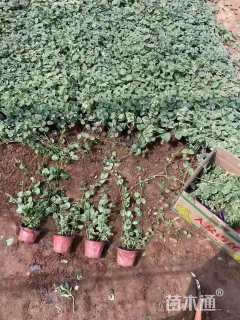 高度60厘米花叶蔓长春