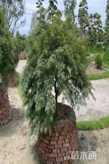 高度200厘米羽毛枫