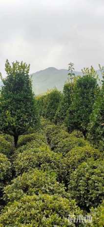 高度200厘米金森女贞