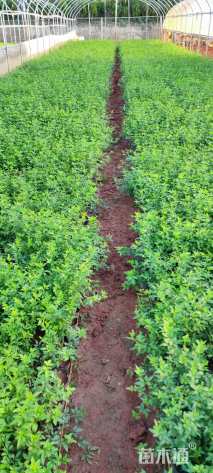 高度30厘米木春菊