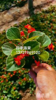 高度3厘米四季海棠