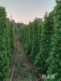 高度150厘米火山榕