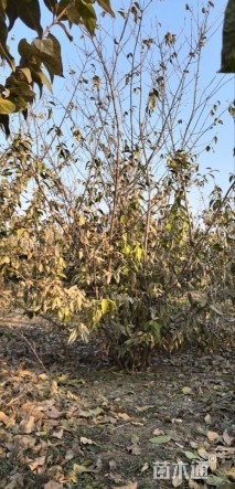 高度300厘米丛生蜡梅
