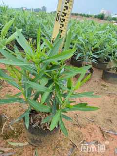 高度50厘米粉花夹竹桃