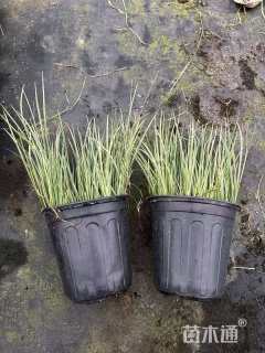 高度40厘米菖蒲