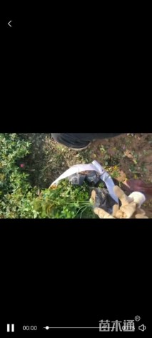 高度20厘米丰花月季小苗