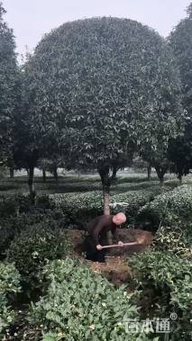 12公分高杆桂花