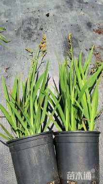 高度30厘米火星花