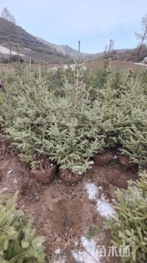 高度120厘米青海云杉