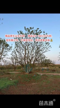 30公分朴树