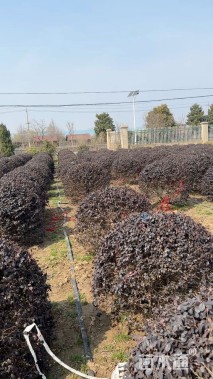 高度120厘米红花继木