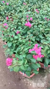 高度100厘米红花三角梅