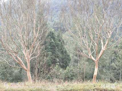 高度500厘米紫荆