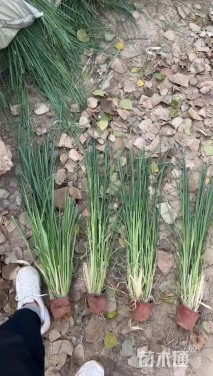 高度100厘米金红羽狼尾草