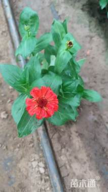 高度20厘米半枝莲