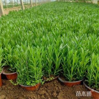 高度25厘米薰衣草