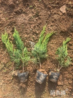 高度30厘米龙柏