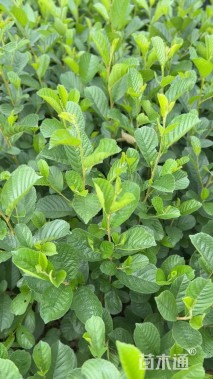 0.7公分川滇桤木