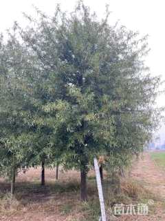 15公分柳栎