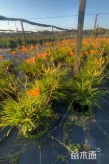 高度40厘米常绿萱草