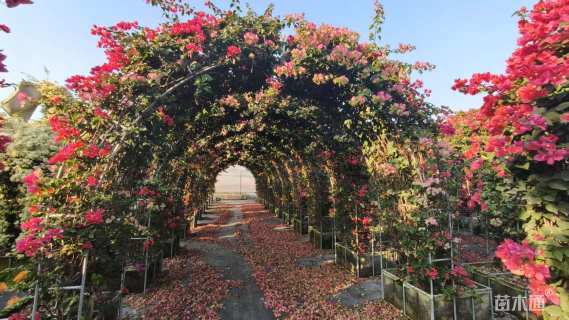 3公分造型三角梅