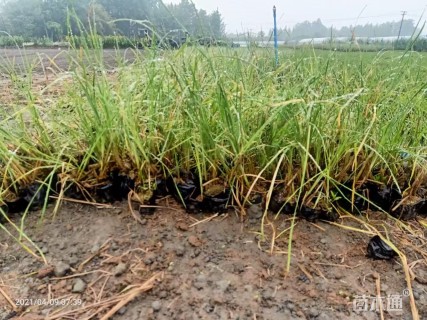 高度30厘米香蒲
