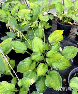 高度20厘米玉簪