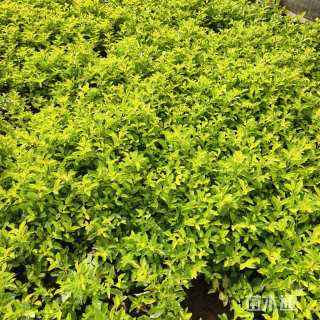 高度25厘米连翘