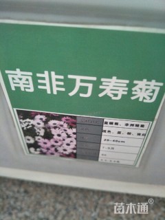南非万寿菊种子