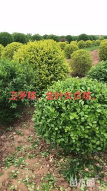 高度140厘米金叶女贞