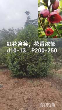 高度250厘米含笑