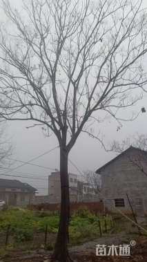 15公分朴树