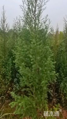 高度80厘米柏木