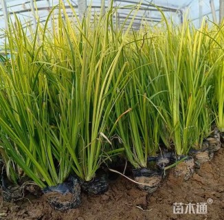 高度35厘米金叶石菖蒲