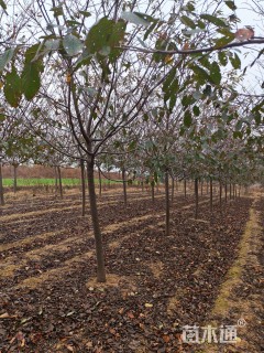 10公分红粉佳人樱