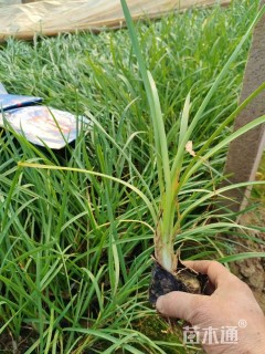 高度25厘米紫娇花