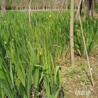 高度30厘米鸢尾