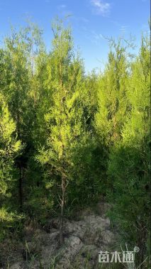 高度190厘米侧柏