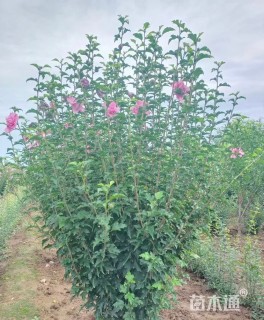 高度100厘米丛生木槿