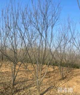 高度250厘米板栗