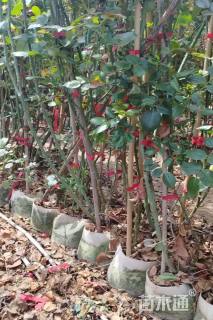 120厘米藤本月季