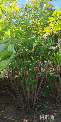 高度150厘米金叶接骨木