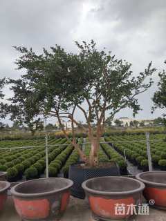 高度350厘米茶梅