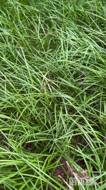 高度30厘米阔叶麦冬