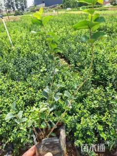 高度15厘米忍冬