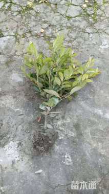 高度40厘米蚊母